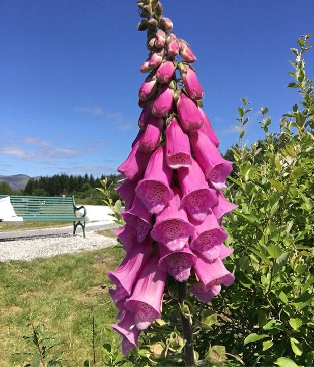 A close-up photo of purple foxglove in flower