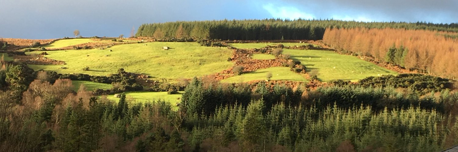 A panorama photo of a typical landscape in rural Ireland. Green fields are separated by stone walls on a hillside and sheep roam near the bordering woods.